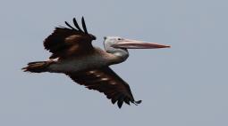 Spotted bill pelican
